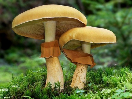    ,   Phaeolepiota aurea